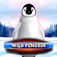 Wild Penguin